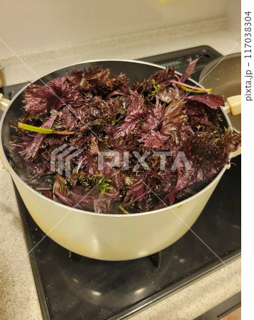 赤しそ 202406 (11) 117038304