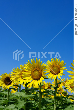 真夏の快晴の空のコピースペースと満開のヒマワリ 117038490