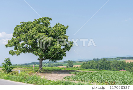 北海道美瑛町　夏の北海道　人気の観光スポット　セブンスターの木 117038527
