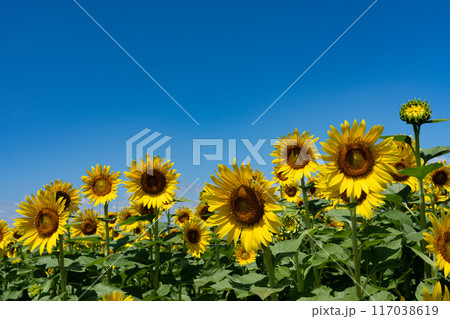 真夏の快晴の空のコピースペースと満開のヒマワリ 117038619