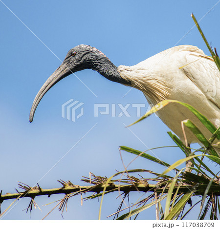 Australian White Ibis Australian White Ibis 117038709
