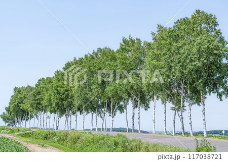 夏の北海道　快晴の空と白樺並木 117038721
