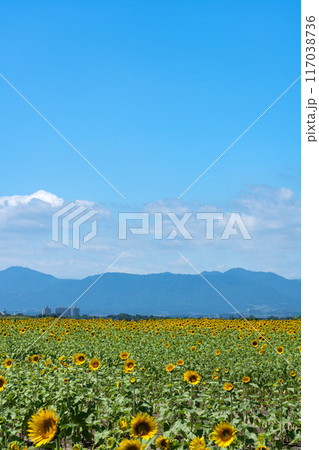 真夏のヒマワリ畑 117038736