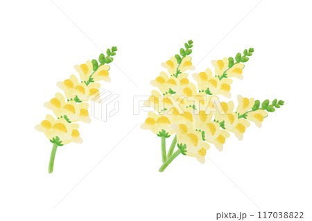 キンギョソウのイラスト素材 [117038822] - PIXTA