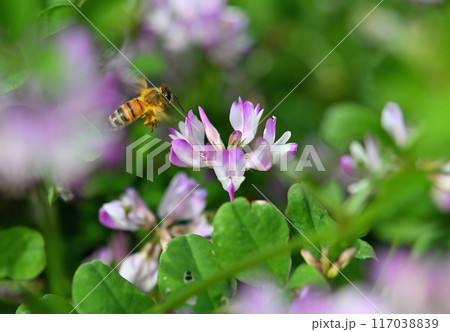 レンゲとミツバチ 117038839