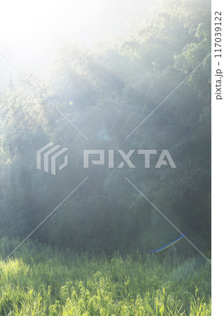 森の朝 117039122