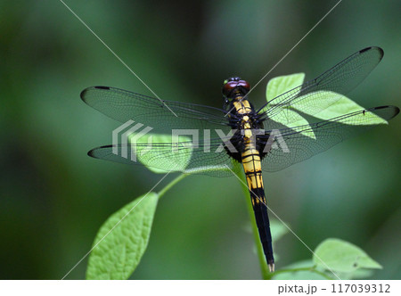 オオシオカラトンボ メス オオシオカラトンボ メス 117039312