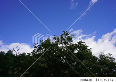夏の緑にエンジュの花 夏の緑にエンジュの花 117039313