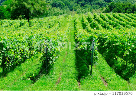 山梨の葡萄畑 117039570