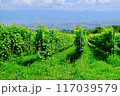 山梨の葡萄畑と甲府の街2 117039579