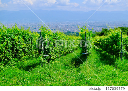 山梨の葡萄畑と甲府の街2 山梨の葡萄畑と甲府の街2 117039579