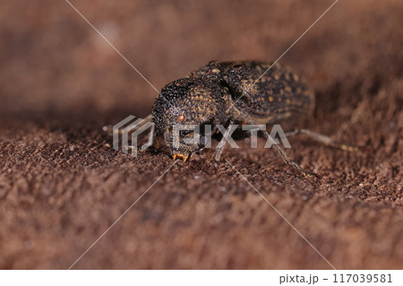 生き物 昆虫 セマダラナガシンクイ、上からではほぼ見えない頭。前胸の庇にしっかり隠されています 生き物 昆虫 セマダラナガシンクイ、上からではほぼ見えない頭。前胸の庇にしっかり隠されています 117039581