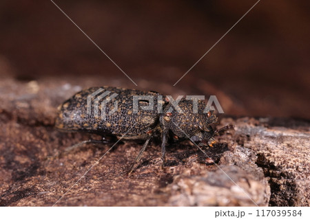 生き物 昆虫 セマダラナガシンクイ、前翅の付け根付近に黒い二本線。これも特徴の一つ 生き物 昆虫 セマダラナガシンクイ、前翅の付け根付近に黒い二本線。これも特徴の一つ 117039584