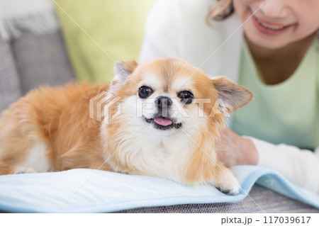 ペットの犬とくつろぐシニア女性 117039617