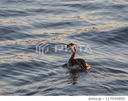 埼玉県川口市の荒川で冬を過ごすカンムリカイツブリ 埼玉県川口市の荒川で冬を過ごすカンムリカイツブリ 117039800