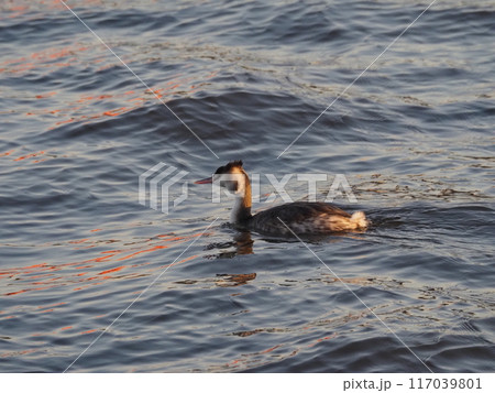 埼玉県川口市の荒川で冬を過ごすカンムリカイツブリ 117039801