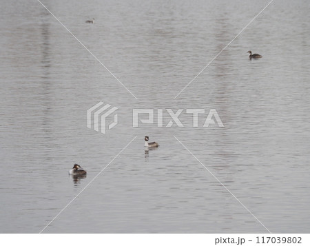 埼玉県川口市の荒川で冬を過ごすカンムリカイツブリ 埼玉県川口市の荒川で冬を過ごすカンムリカイツブリ 117039802