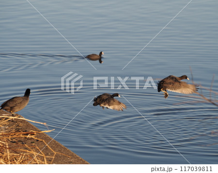 荒川にダイビングする越冬中のオオバン 117039811