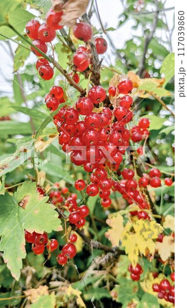 レッドカラント 117039860