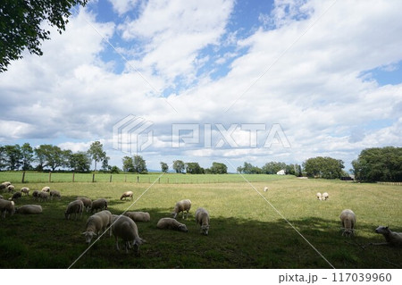 羊たちの放牧 羊たちの放牧 117039960