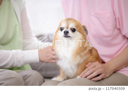 膝の上でくつろぐチワワ 117040309