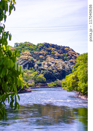 【京都風景】宇治川の静かなひととき（宇治橋から白虹橋まで） 117040686
