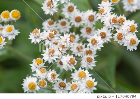咲き揃ったヤマハハコの花 117040794