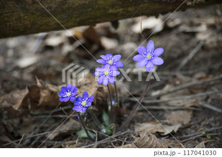 Blue Hepatica flowers blooming on the forest floor 117041030
