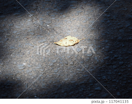 落ち葉 落ち葉 117041135
