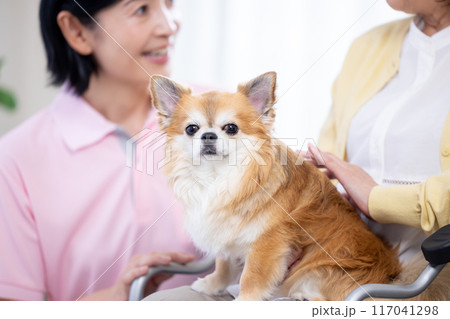 介護　犬を可愛がるシニア女性と介護士 117041298