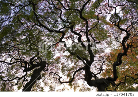 手向け山モミジ やまもみじ系紅枝垂れ3 117041708