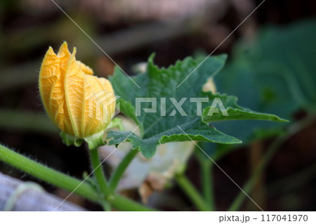 Pumpkin flower blooming. 117041970