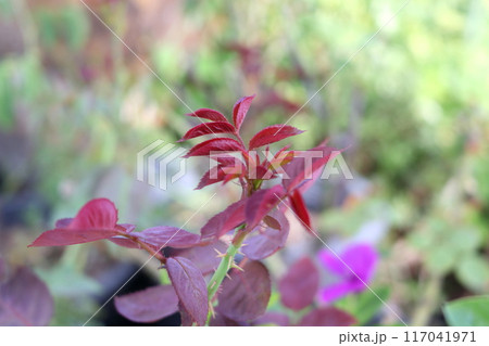 Rose leaflet growing on tip. 117041971