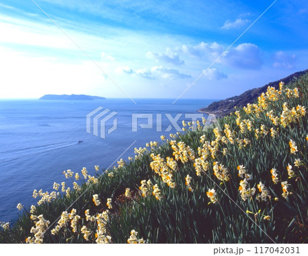 「日本三大水仙の自生地」灘黒岩水仙郷のスイセンと沼島、漁の舟/淡路島の早春 /兵庫県南あわじ市 117042031