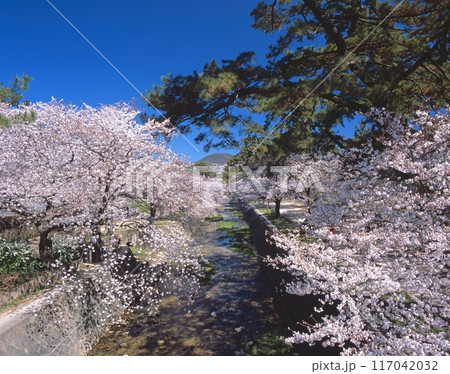 夙川公園（夙川河川敷緑地）「日本さくら名所100選」の桜並木と夙川オアシスロード /兵庫県西宮市 117042032