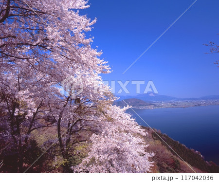 奥琵琶湖パークウェイ、つづら尾崎展望台の桜と、伊吹山、琵琶湖の湖北を展望する大パノラマ 奥琵琶湖パークウェイ、つづら尾崎展望台の桜と、伊吹山、琵琶湖の湖北を展望する大パノラマ 117042036
