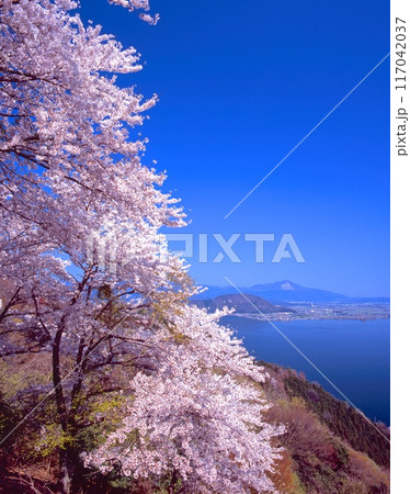 奥琵琶湖パークウェイ、つづら尾崎展望台の桜と、伊吹山、琵琶湖の湖北を展望する大パノラマ 117042037