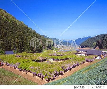 五月晴れの白井大町藤公園「全長500mにもおよぶ山陰随一の藤の名所」/新緑の季節 /兵庫県朝来市 117042054