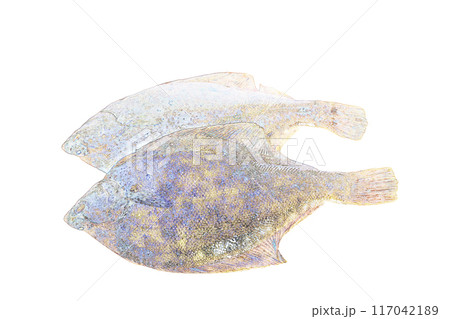 パステル調　”マガレイ”　イラストイメージ 117042189