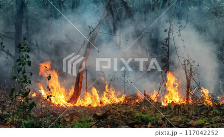 Forest fires release carbon dioxide and other greenhouse gasses, such as methane into the atmosphere. Carbon emissions come from deforestation. Forest fires release carbon dioxide and other greenhouse gasses, such as methane into the atmosphere. Carbon emissions come from deforestation. 117042252