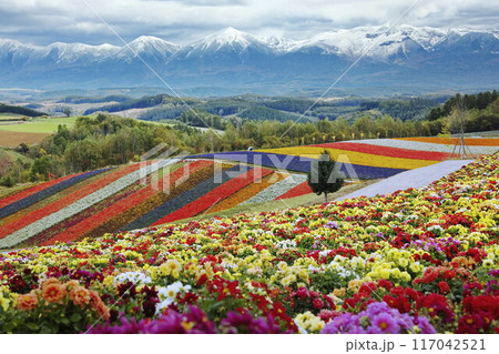 秋の「色彩の丘」 117042521