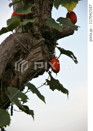 楕円形の赤い果実 117042587