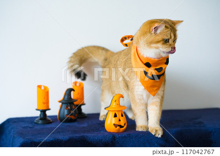 close up gold british cat with wearing pumpkin halloween concept 117042767