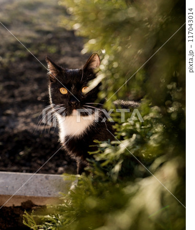 Close-up portrait black cat in grass. 117043014