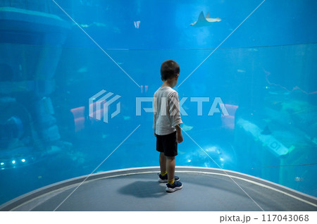 Child gazing at large shark and stingray in unrecognizable modern aquarium exhibit. 117043068
