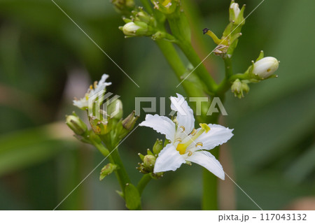 白いイワイチョウの花 117043132