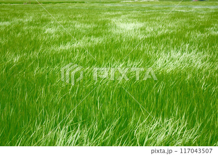 田んぼ　初夏　夏 117043507