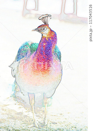 パステル調　”クジャク　”　イラストイメージ 117043516