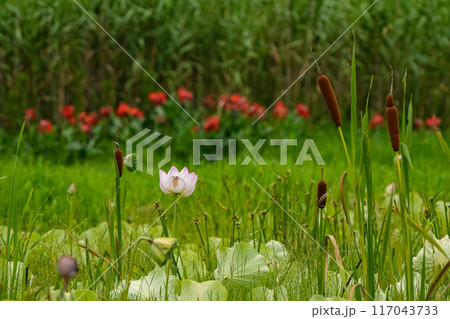 蓮の花 117043733
