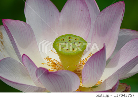 蓮の花 117043757